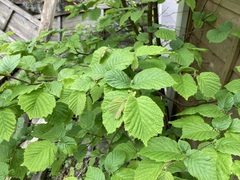 Corylus avellana