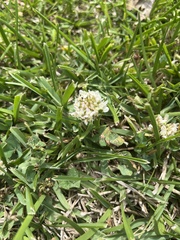 Trifolium repens