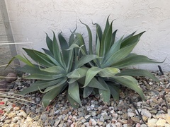 Agave