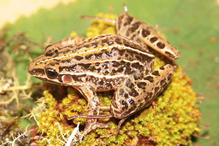 Campo Grande Frog (Leptodactylus furnarius)