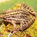 Leptodactylus furnarius - Photo (c) Diogo B. Provete,  זכויות יוצרים חלקיות (CC BY-NC), הועלה על ידי Diogo B. Provete