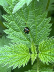 Harmonia axyridis