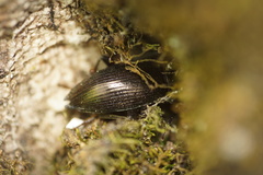Stenomax aeneus