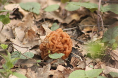 Gyromitra gigas