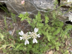 Orlaya grandiflora