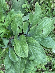 Pentaglottis sempervirens