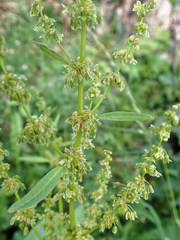 Rumex