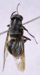 Cyphomyia albitarsis