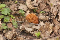Gyromitra gigas