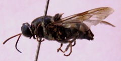 Cyphomyia albitarsis