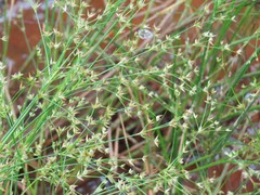 Juncus diffusissimus