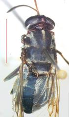 Cyphomyia albitarsis