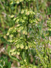 Rumex