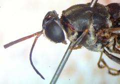 Cyphomyia albitarsis