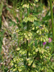 Rumex