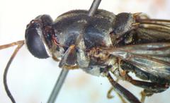 Cyphomyia albitarsis