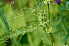 Rumex