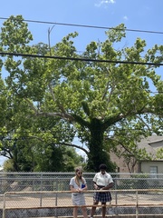 Platanus occidentalis
