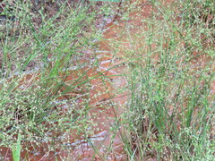 Juncus diffusissimus