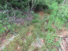 Juncus diffusissimus