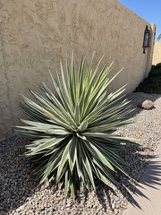 Agave