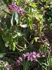 Ocimum gratissimum gratissimum