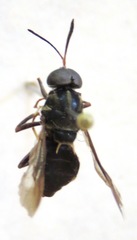 Cyphomyia