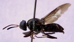 Cyphomyia