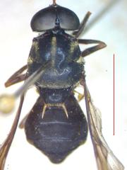 Cyphomyia