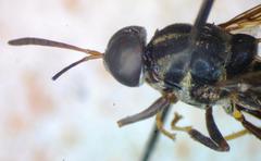 Cyphomyia