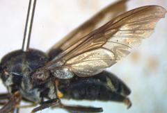 Cyphomyia