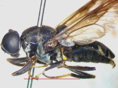 Cyphomyia