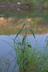 Eupatorium serotinum