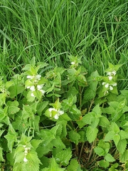 Lamium album