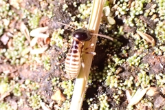 Hodotermes mossambicus