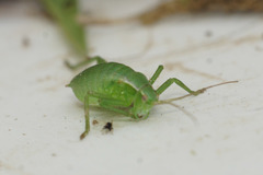 Isophya camptoxypha