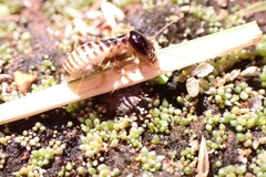 Hodotermes mossambicus