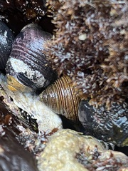 Calliostoma canaliculatum