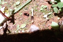 Hodotermes mossambicus