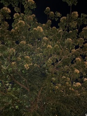 Crateva unilocularis