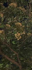 Crateva unilocularis