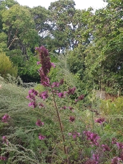 Syncolostemon densiflorus