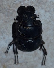Lethrus rotundicollis