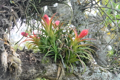 Aechmea recurvata