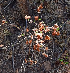 Physocarpus monogynus