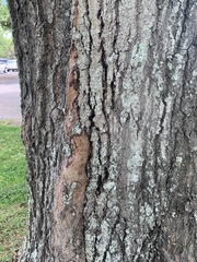 Quercus virginiana