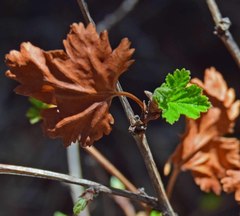 Physocarpus monogynus