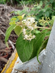 Callicarpa acuminata