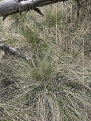 Festuca campestris