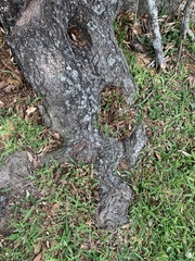 Quercus virginiana